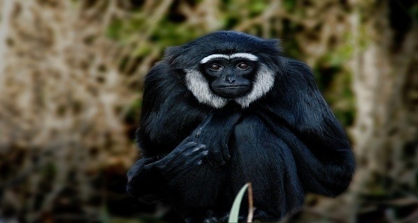 Kloss Gibbon