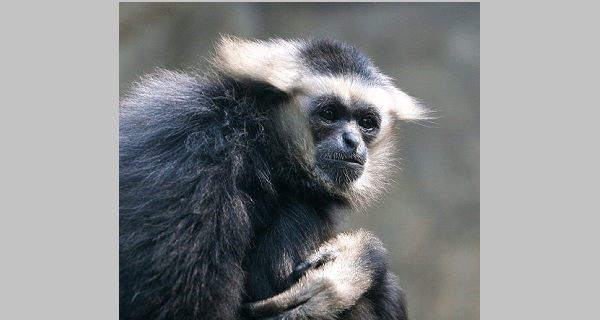 Silvery Gibbon