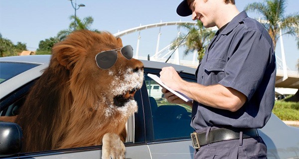 Cop Verbal Warning Lion