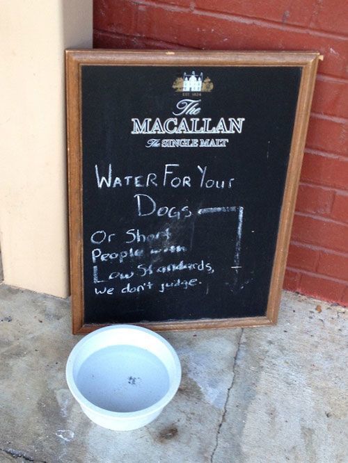 Water For Dogs