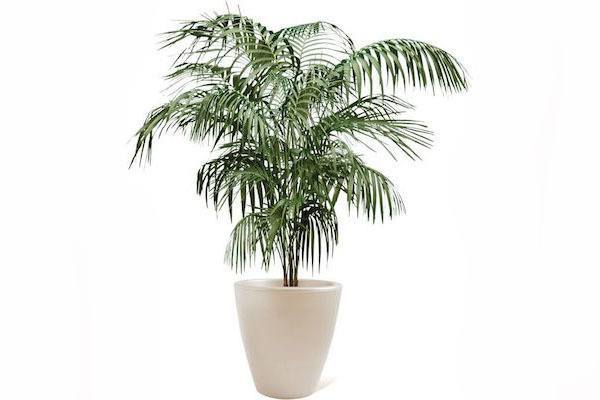 Bamboo Palm