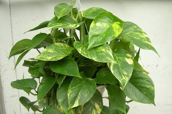 Golden Pothos