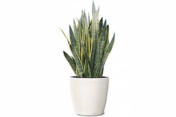 Snake Plant