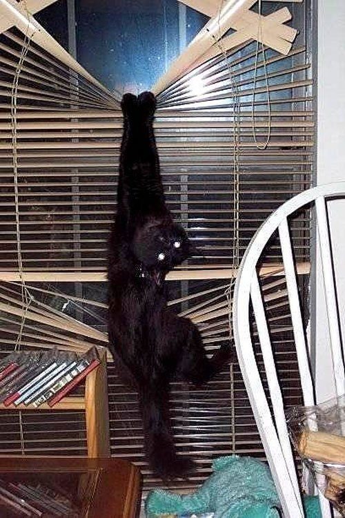 Cat In Blinds