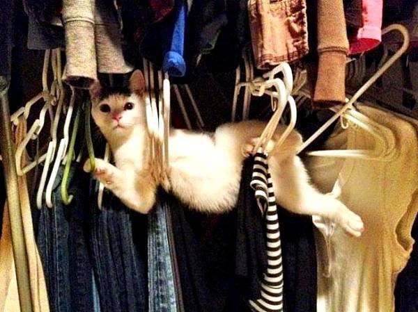 Cat In Closet