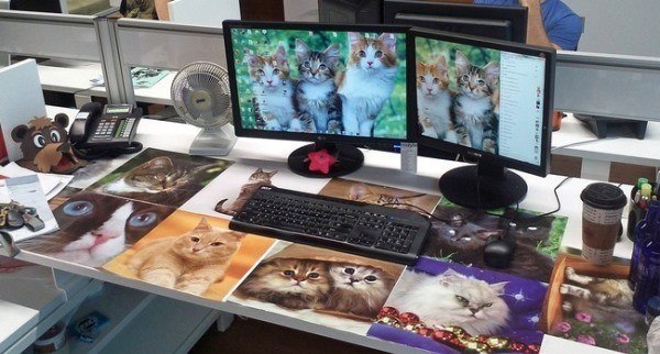 Cat Lover Office Pranks