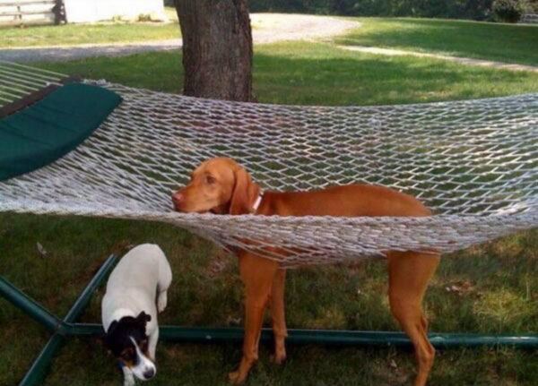 Dog In A Hammock