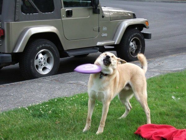 Frisbee Dog