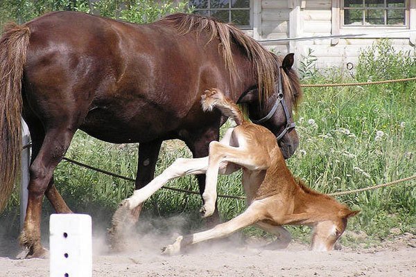 Horse Fall