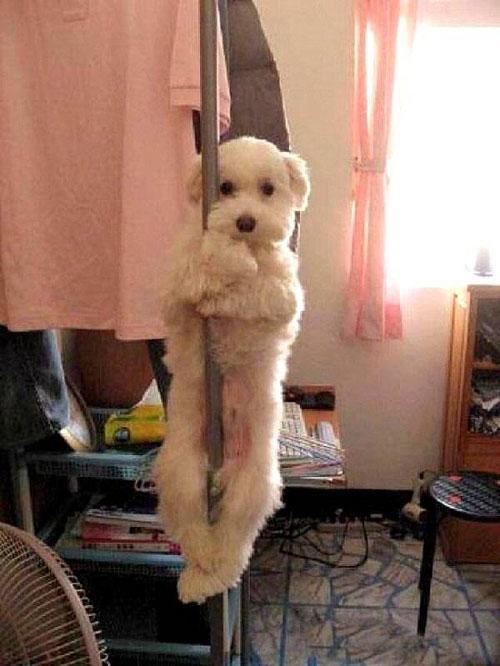 Pole Dog