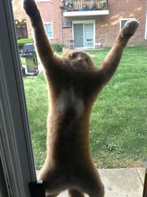 Screen Door Cat