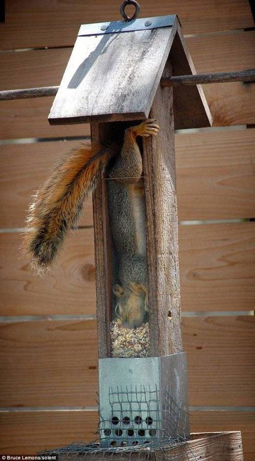 Squirrell Feeder