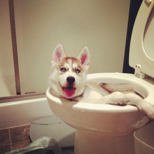 Toilet Dog Animal Regrets