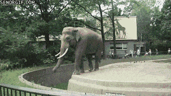 Elephant Hurls Poop