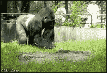 Gorilla Throws Poop