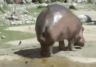 Funny Animal Poop Gifs Hippo