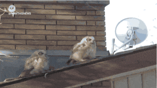 21 Funny Animal Poop Gifs That Prove Nobody Is Safe