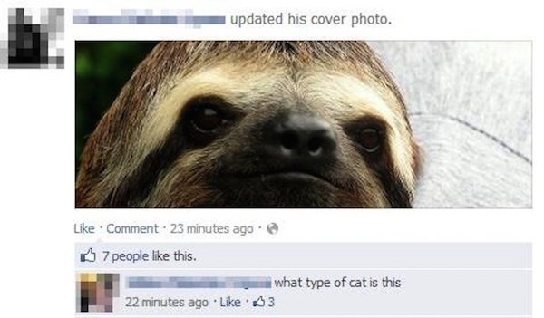 Sloth Cat