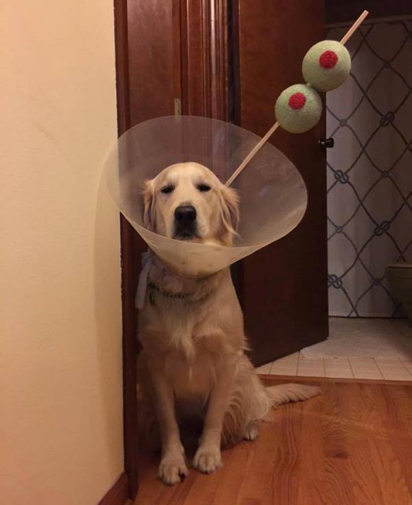 Martini Dog Funny Pictures