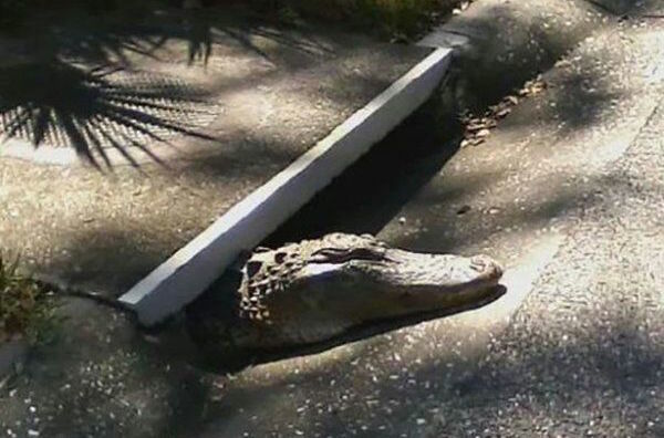 Sewer Alligator