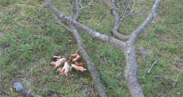 Dead Branch