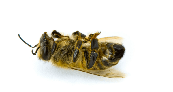 Lame Ass Honeybee