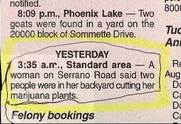 Marijuana Plants