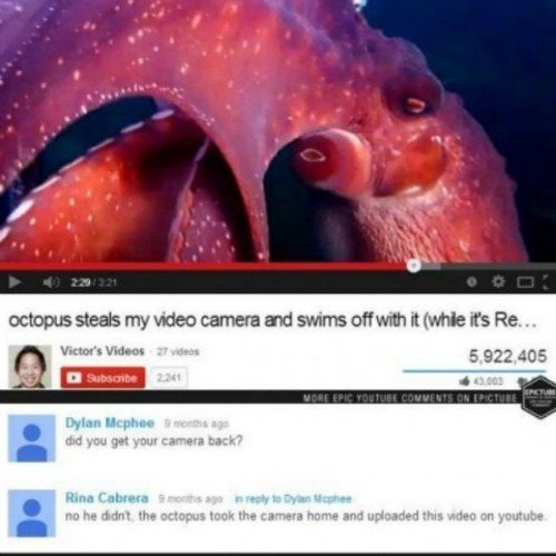 Octopus