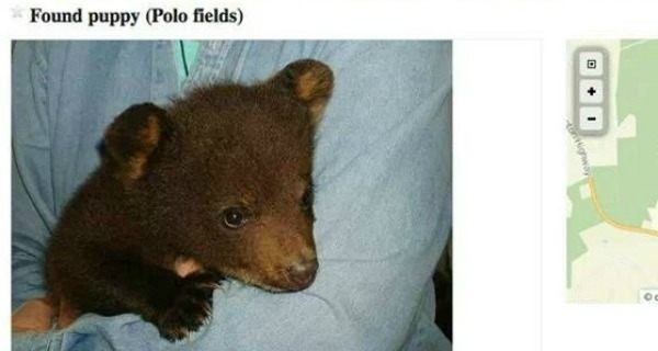 Puppy Bear