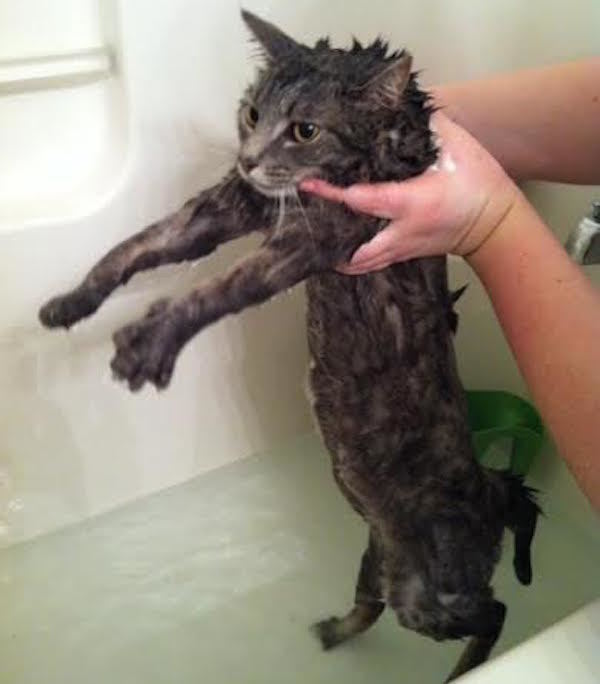 Bath Cat Hates You