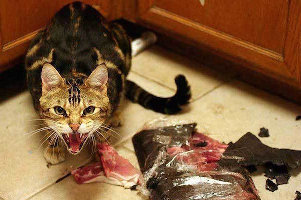 Cat Will Kill You For Ham