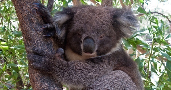 Koala