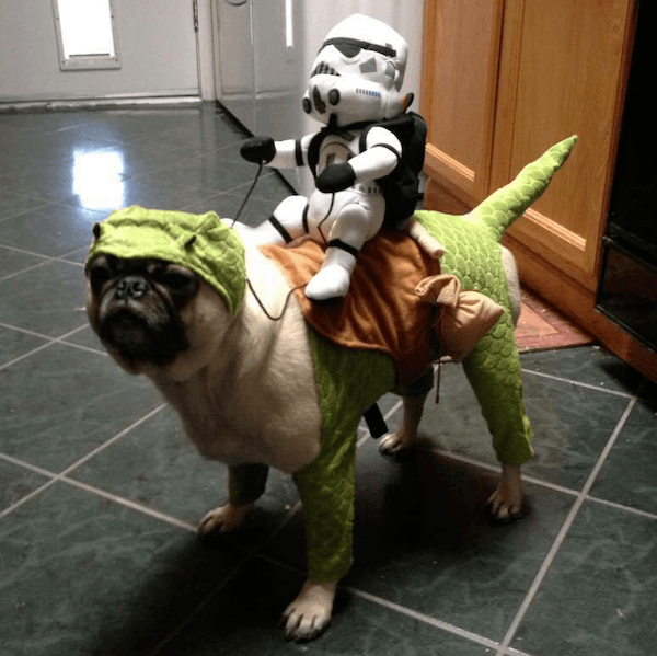 Storm Trooper Dog
