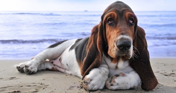 Terrifying Creatures Basset Hound