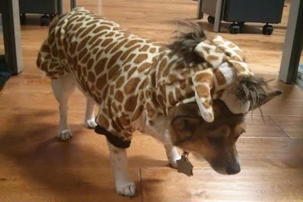 Dog Giraffe