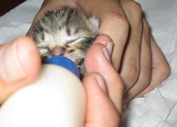 Kitten Bottle