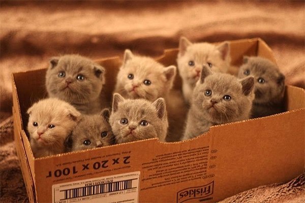 Kitten Box