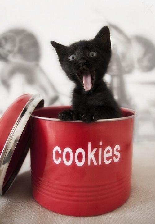 Kitten Cookie Jar