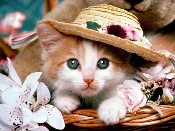 Kitten Hat