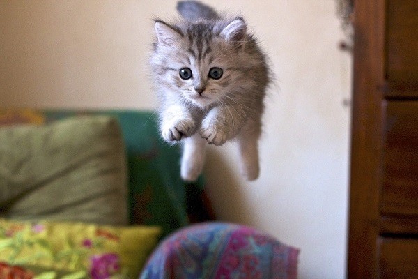 kitten jumping