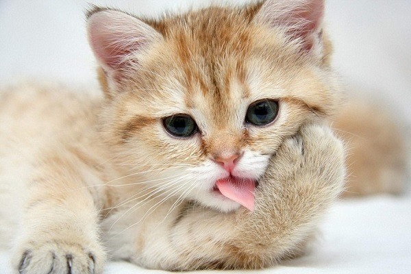 Kitten Licking Paw