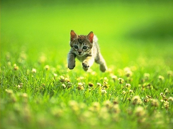 Kitten Running