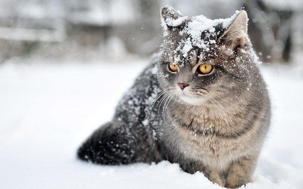 Kitten Snow