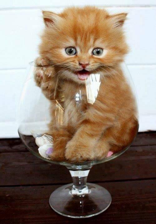 Kitten Wine Glass