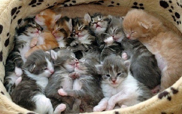 Kittens Group