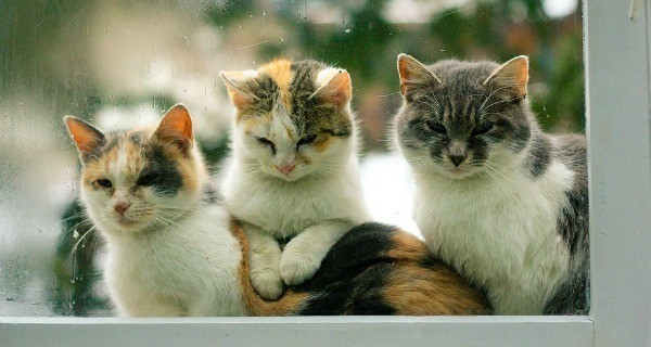 Cats In A Row