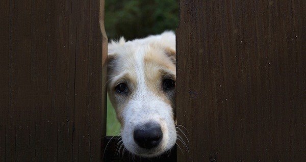 Dog In Fence