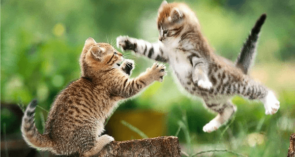 Fighting Cats