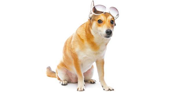 Glasses Dog