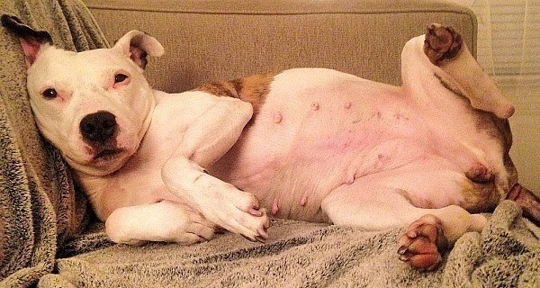 Pitbull Terrier Oversized Nipples
